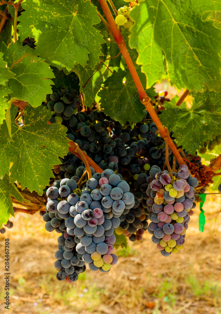 Fototapeta premium Usa, Washington State, Mattawa. Cabernet Franc block of Weinbau Vineyard, a part of Sagemoor Vineyards.