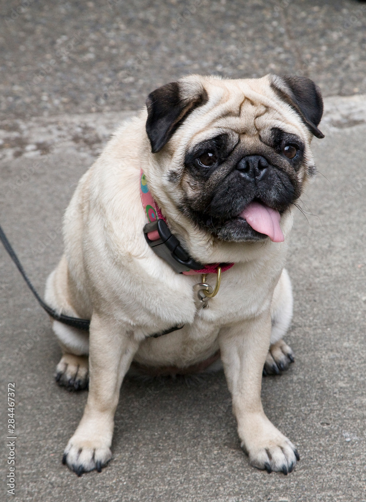 A portrait of a cute pug on a leash in a parking lot or city street.