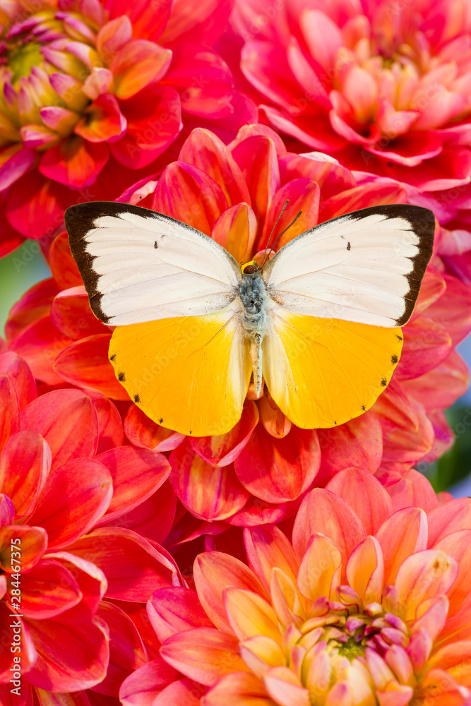 White and Yellow butterfly in the Pieridae family on Dahlia White and Yellow butterfly in the Pieridae family on Dahlia