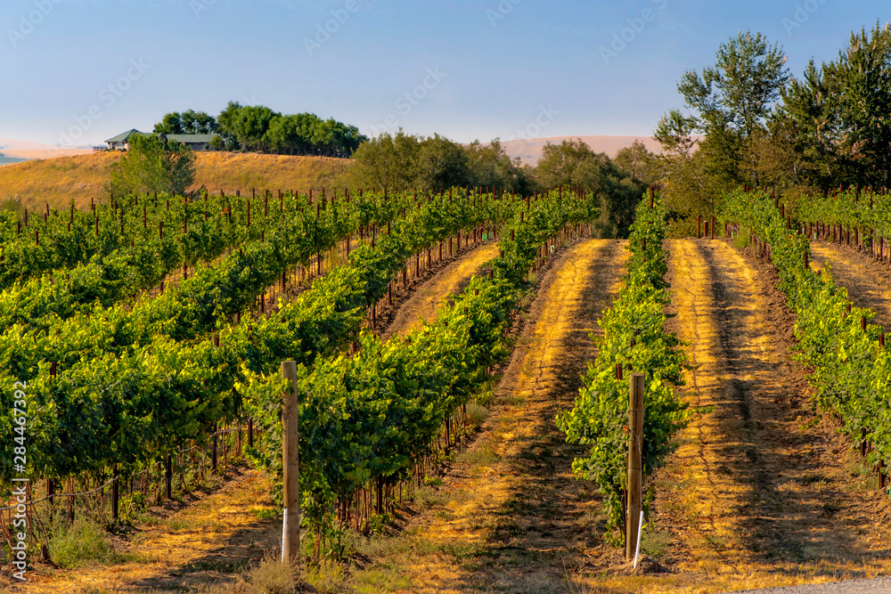 USA, Eastern Washington, Walla Walla vineyards ripen in the summer sun.