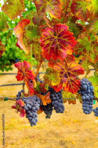 USA, Washington, Columbia Valley. Cabernet Sauvignon grapes are ready for harvest in this vineyard in Eastern Washington.