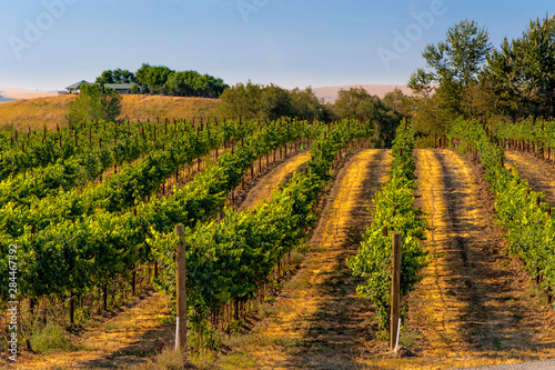 USA, Eastern Washington, Walla Walla vineyards ripen in the summer sun. photo