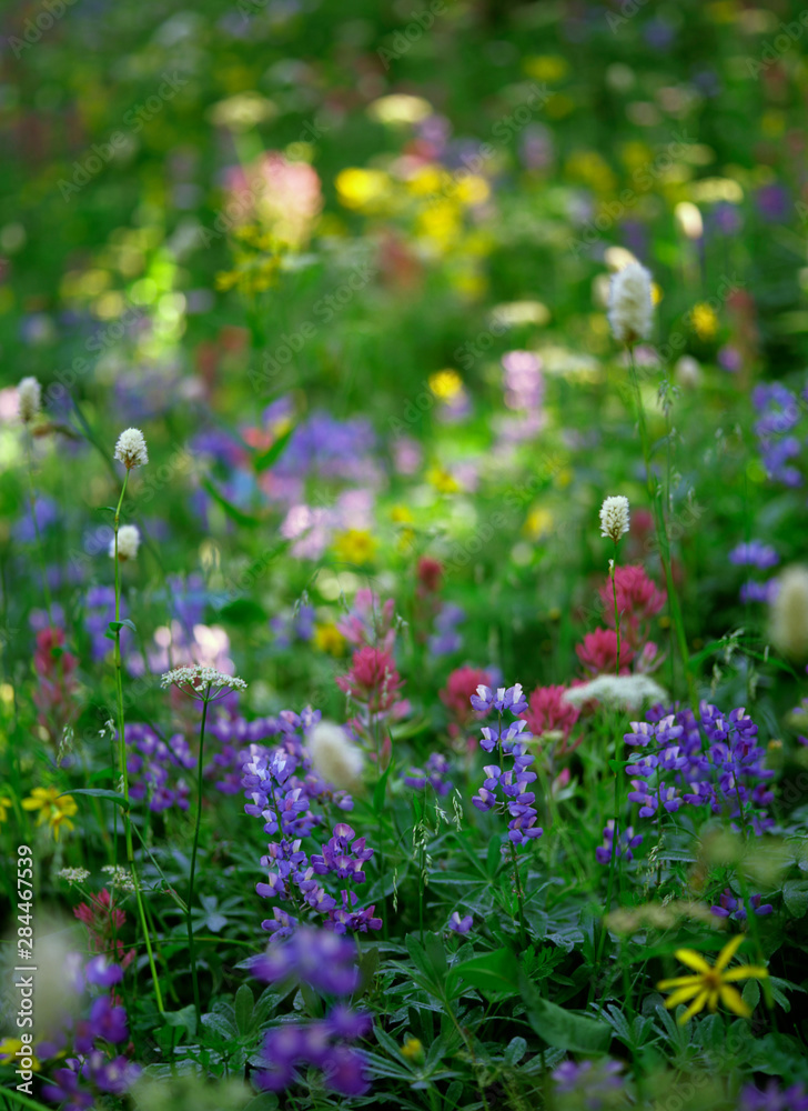Naklejka premium Summer wildflowers send forth a riot of color in Mt. Rainier National Park, WA.