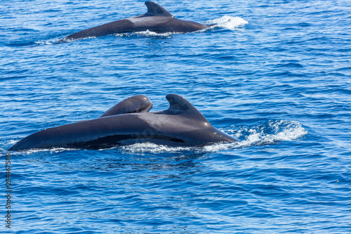 Short-finned Pilot Whales (Globicephala macrohynchus) offshore of San Diego, California, Pacific Ocean
