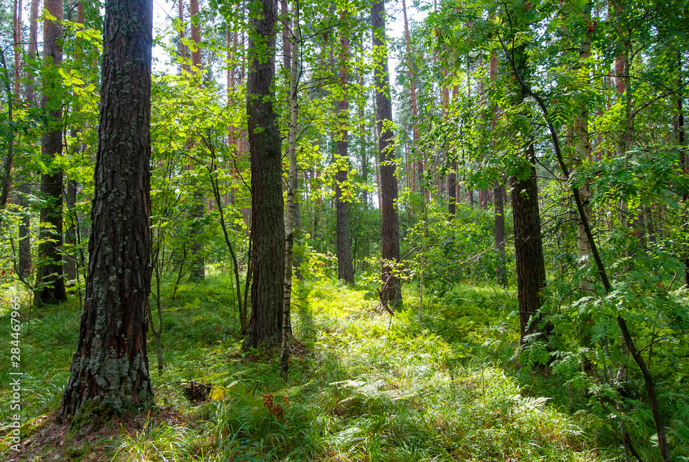 The sun shines through the trees in a pine forest. Clear summer day.