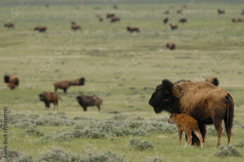 Fotografie American Bison 'Buffalo' (Bison bison) - female and calves