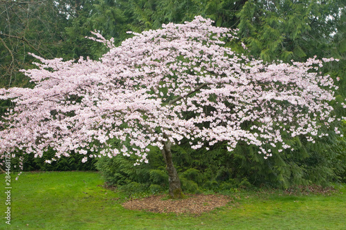 WA, Seattle, Washington Park Arboretum, Cherry tree in spring photo