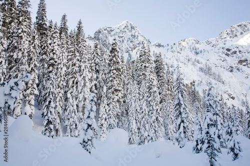 WA, Mt. Baker Snoqualmie National Forest, Alpental Valley, snow covered Douglas Fir trees, The Tooth in the background