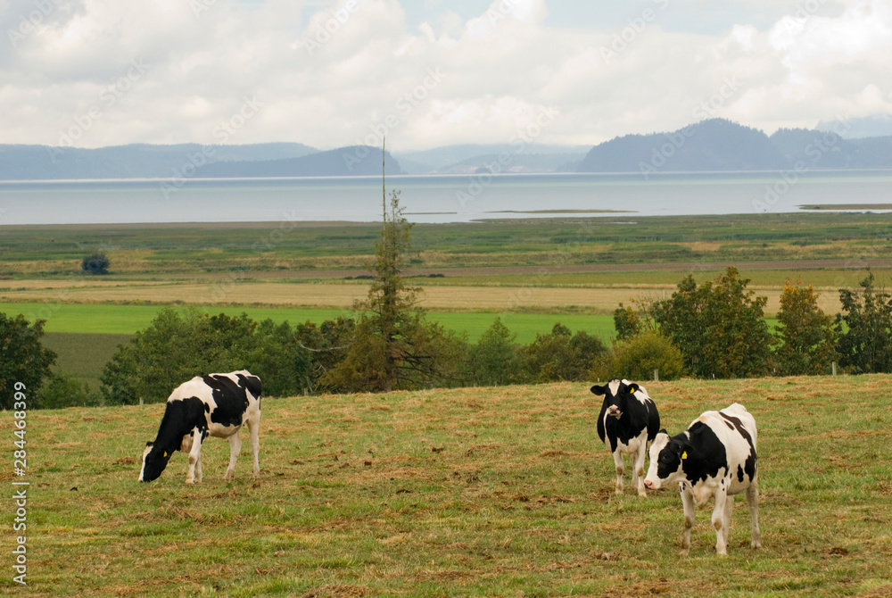 USA, WA, Skagit Valley. Pasture with view. Holsteins graze on scenic pastureland overlooking Puget Sound USA, WA, Skagit Valley. Pasture with view. Holsteins graze on scenic pastureland overlooking Puget Sound