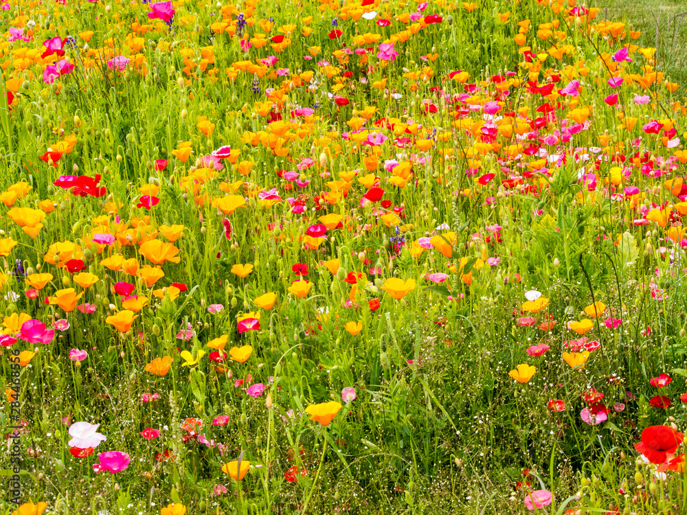USA, Washington State, Poppy Field in bloom