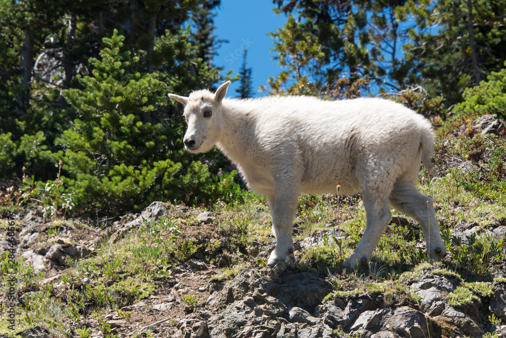 Fototapeta premium USA, Washington State. Mountain Goat kid along trail to Marmot Pass