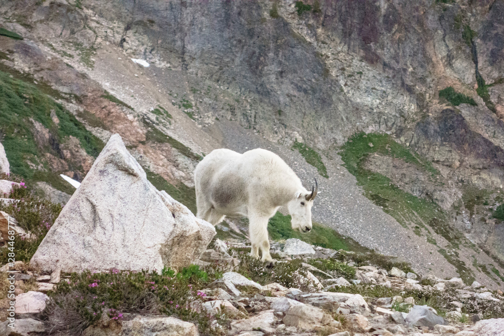 North Cascades, Washington State. Mountain Goat (Oreamnos americanus) near Wing Lake. North Cascades, Washington State. Mountain Goat (Oreamnos americanus) near Wing Lake.
