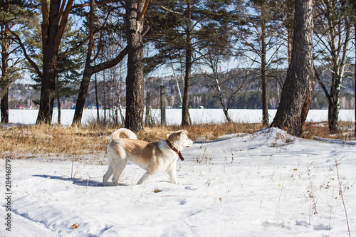 Beautiful stately athletic dog Japanese Akita Inu in a winter forest in a snowdrift among pines and other conifers on a clear sunny day on a rustic cozy background.