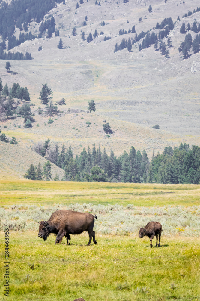 USA, Wyoming, Yellowstone National Park. Buffalo mother and calf. 