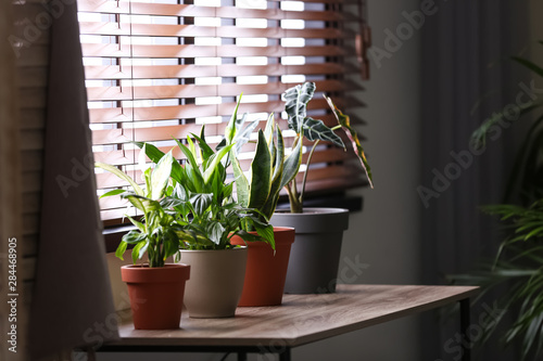 Different potted houseplants on table near the window indoors. Interior element