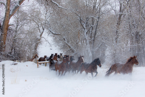 Hideout Ranch, Shell, Wyoming. Horse running through the snow. (PR)