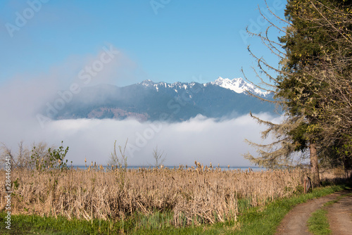 Usa, Washington State, Guillemot Cove Nature Reserve part of Kitsap County Parks. Access to Hood Canal and views of Olympics. photo