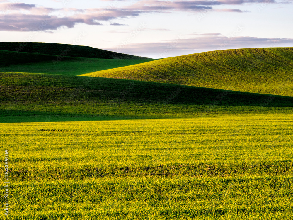 USA, Washington State, Palouse, Rolling Green Hills of Spring Wheat