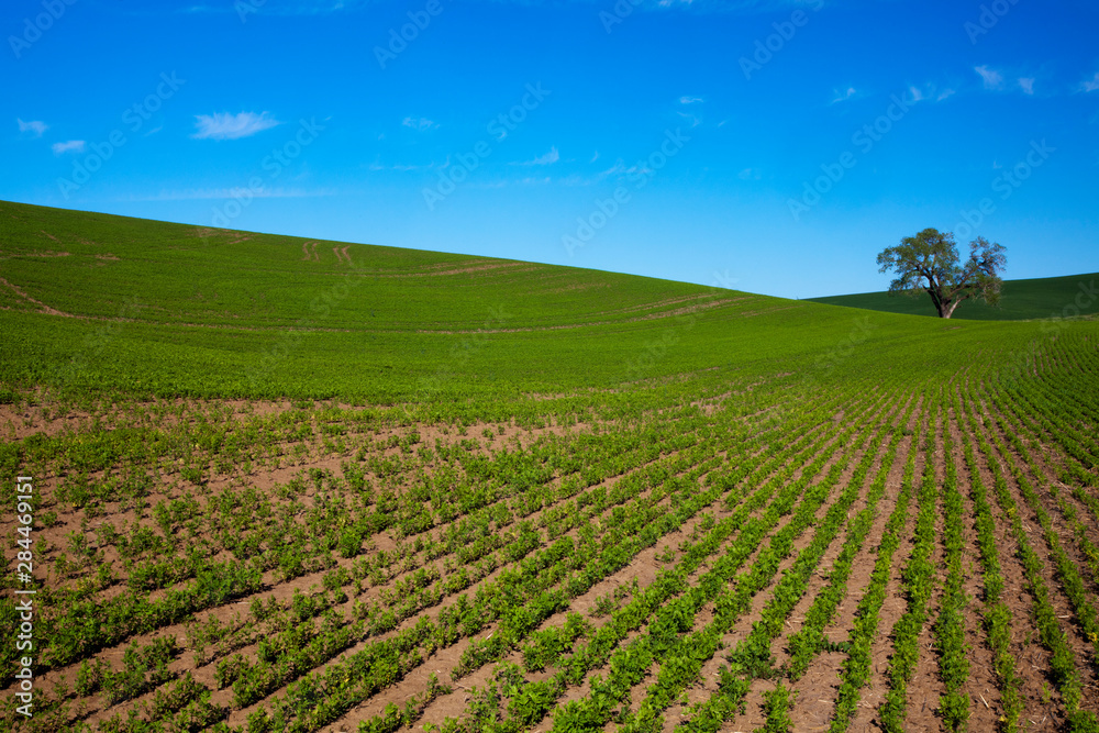 Lone Tree In Rolling Hills of Wheat