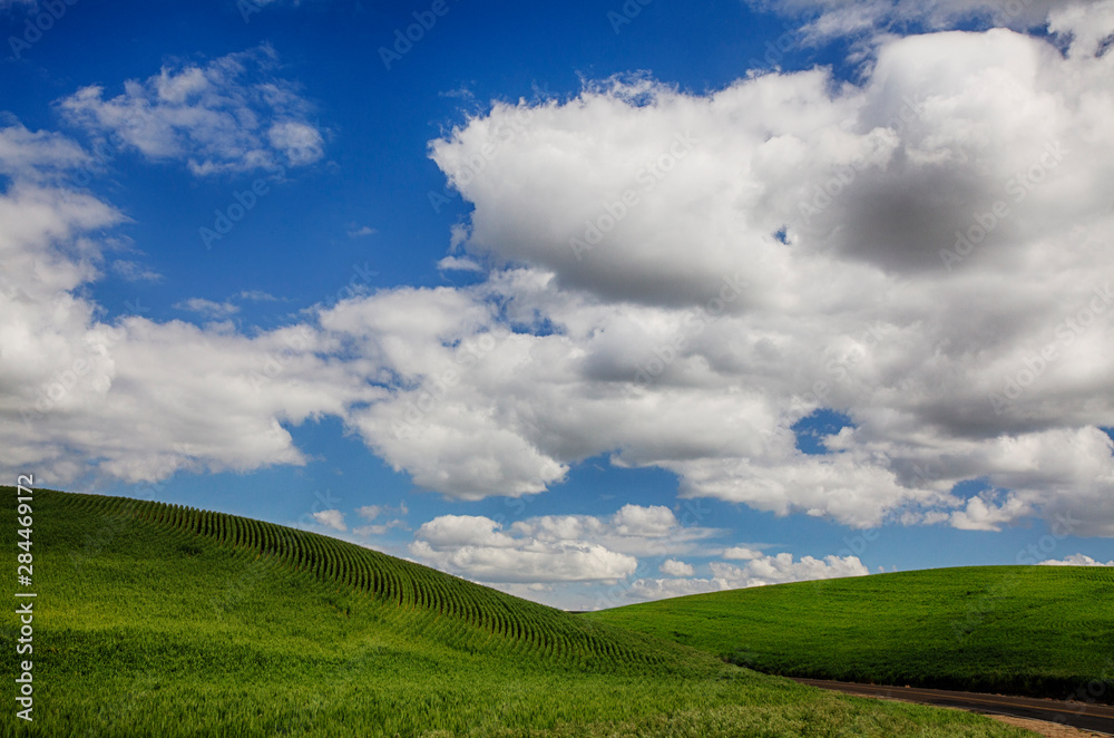 USA, Washington State, Palouse Country, Backroad through the green fields of Washington