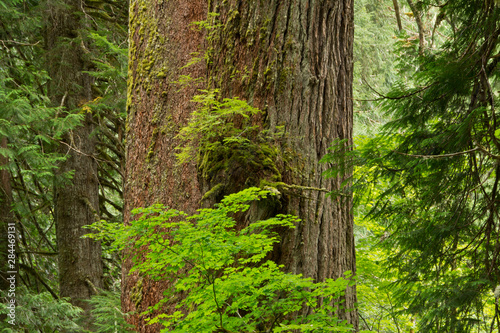 Western Hemlock, cedar, Grove of the Patriarchs, Mount Rainier National Park, Washington, USA © Michel Hersen/Danita Delimont