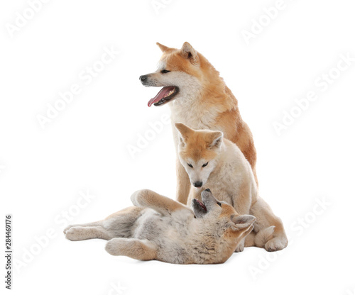 Adorable Akita Inu dog and puppies isolated on white