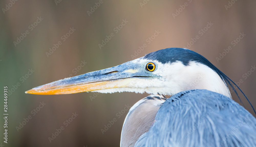 USA, Wyoming, Sublette County, Pinedale, Great Blue Heron portrait taken on a wetland pond. USA, Wyoming, Sublette County, Pinedale, Great Blue Heron portrait taken on a wetland pond.