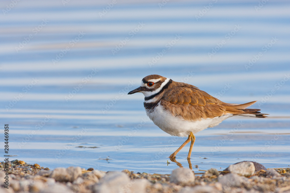 Wyoming, Sublette County, Killdeer wading in pond.