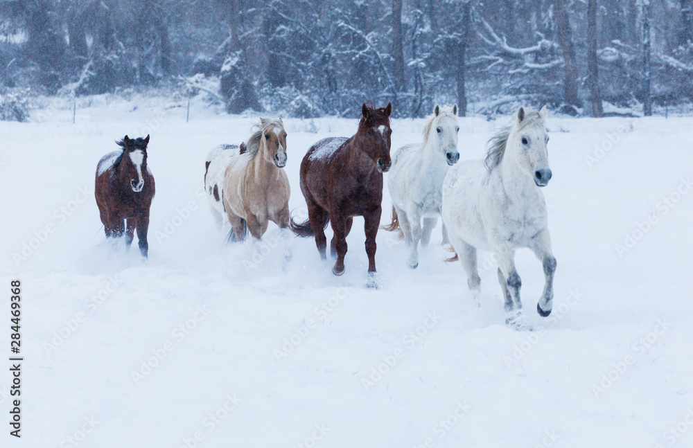 Herd of horses in winters snow, Hideout Ranch, Shell, Wyoming. (PR) Herd of horses in winters snow, Hideout Ranch, Shell, Wyoming. (PR)