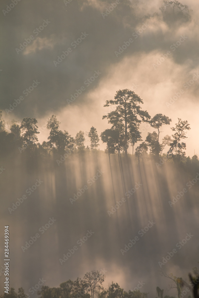 Fototapeta premium shadow in nature light