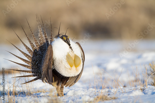 Wyoming, Sublette County, male Greater Sage Grouse strutting on leg in snow. photo