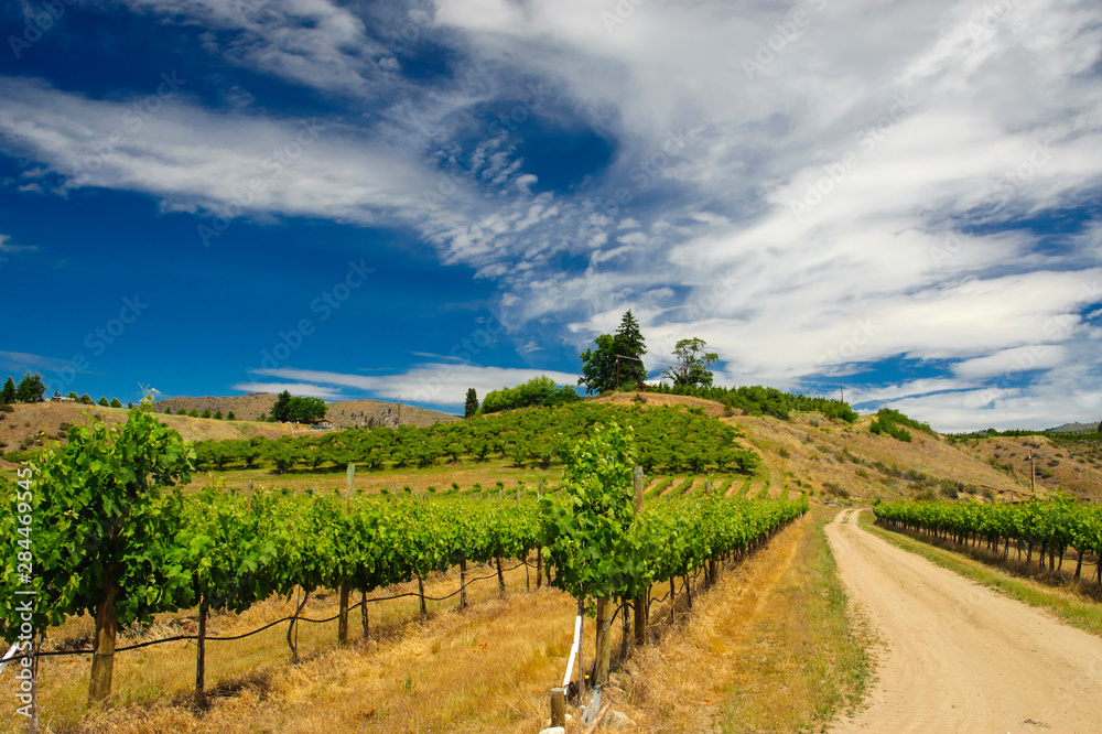 Naklejka premium USA, Washington, Lake Chelan. Vineyard in the Lake Chelan AVA in Washington.