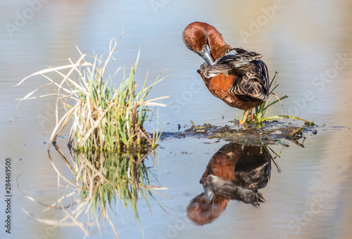 USA, Wyoming, Sublette County, Male Cinnamon Teal preening in pond with reflection photo