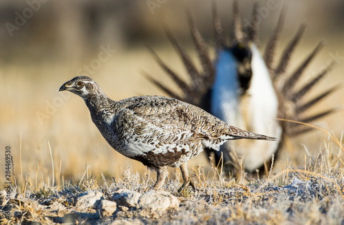 USA, Wyoming, Sublette County. Greater Sage Grouse Hen walks by a strutting male on a lek in springtime. photo