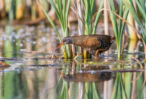 USA, Wyoming, Sublette County, Virginia Rail wades through a pond foraging for food. photo