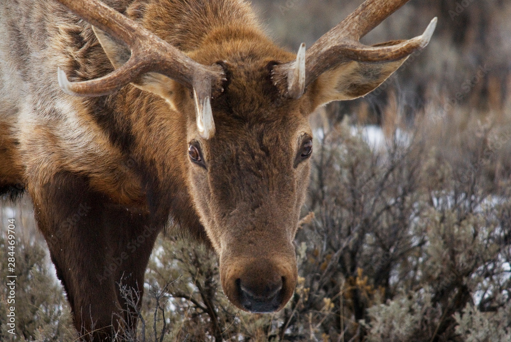 Obraz premium USA, Wyoming, Yellowstone National Park. Close-up of bull elk. Credit as: Marie Bush / Jaynes Gallery / DanitaDelimont.com