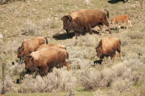 Yellowstone National Park, Wyoming, USA. Herd of bison females and calves walking down a hill to a stream © Janet Horton/Danita Delimont