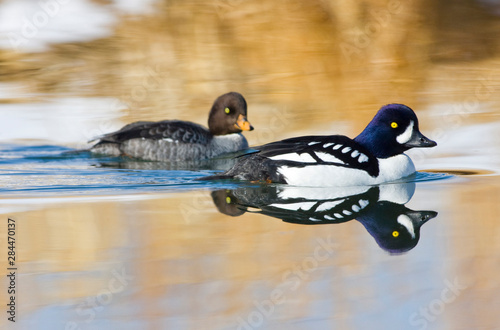 Wyoming, Sublette County, Barrow's Goldeneye pair swimming in reflected pond.