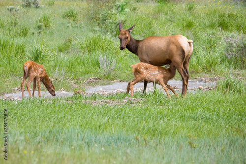 WY, Yellowstone National Park, Elk calves and mother