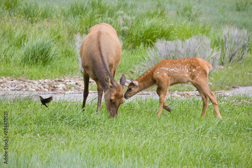 Fototapeta Naklejka Na Ścianę i Meble -  WY, Yellowstone National Park, Elk calf and mother