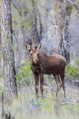 USA, Wyoming, Sublette County. Pinedale, yearling moose calf nibbles on a cottonwood tree.