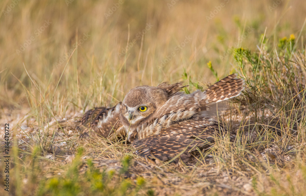 USA, Wyoming, Sublette County. Young Burrowing Owl spreads its wings during a summer rain storm. USA, Wyoming, Sublette County. Young Burrowing Owl spreads its wings during a summer rain storm.