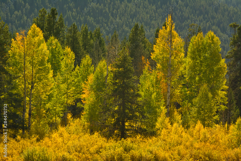 Early autumn, Pacific Creek Road, Grand Teton National Park, Wyoming, USA