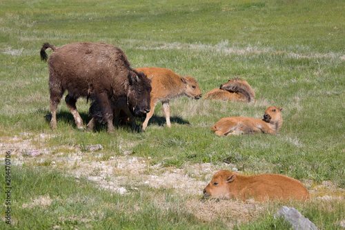 WY, Yellowstone National Park, Bison calves and yearling photo