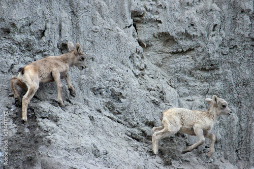 Rocky Mountain Bighorn Sheep  lambs playing