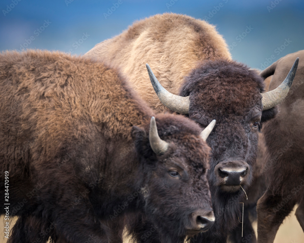 Fototapeta premium A herd of American Bison getting ready to cross the Highway 191, Bison bison, Grand Tetons National Park, Wyoming, Usa, wild