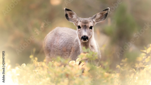 Shoshone National Forest, Wyoming. Young Mule Deer in Foliage. photo