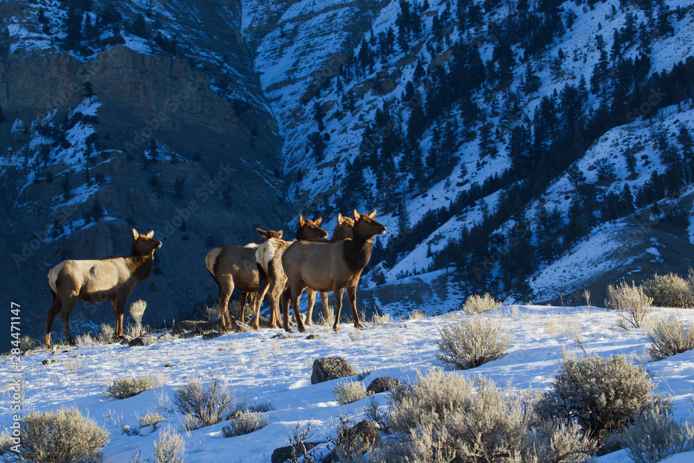 Rocky Mountain Cow Elk, Winter Range