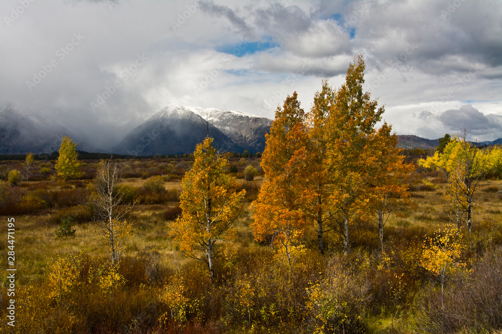 Autumn Trees, Grand Tetons, Willow Flats, Grand Teton National Park, Wyoming, USA Autumn Trees, Grand Tetons, Willow Flats, Grand Teton National Park, Wyoming, USA