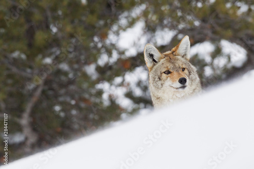 Coyote Peeking